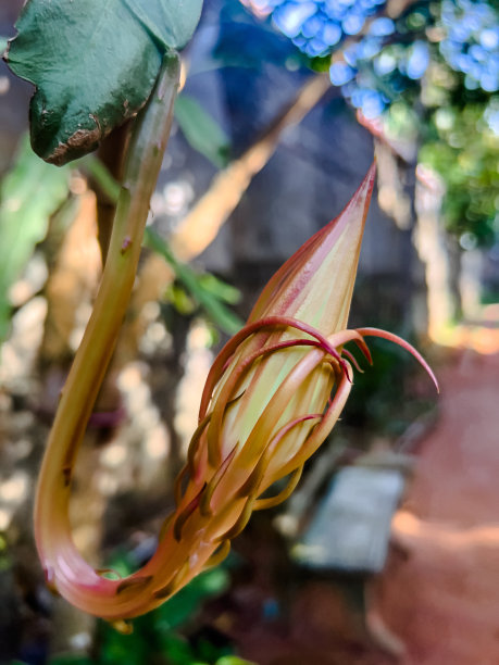 一朵巨大的花蕾。图片下载