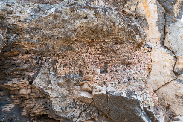 以色列北部海法附近 Nahal Mearot 自然保护区山上的珊瑚化石遗骸图片下载