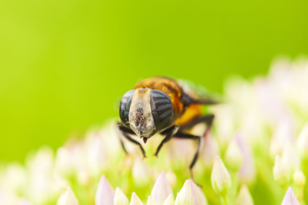 食蚜蝇飞，食蚜蝇飞在花上图片下载