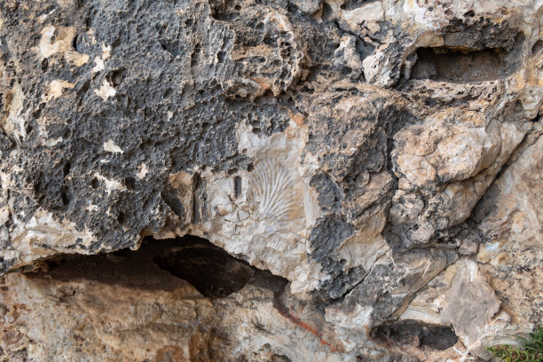 以色列北部海法附近 Nahal Mearot 自然保护区山上的珊瑚化石遗骸图片下载