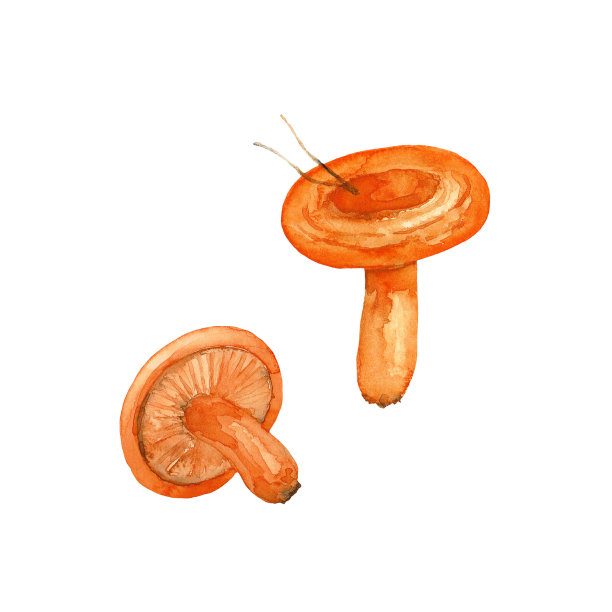 两个橙色的小蘑菇。水彩手绘艺术贺卡，邀请，复古图案和室内装饰。艺术插图。图片下载