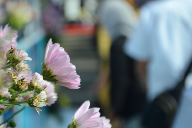 万隆，2022年8月:白色人造花特写，节日背景模糊图片下载