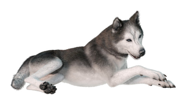 三维渲染西伯利亚哈士奇在白色图片下载