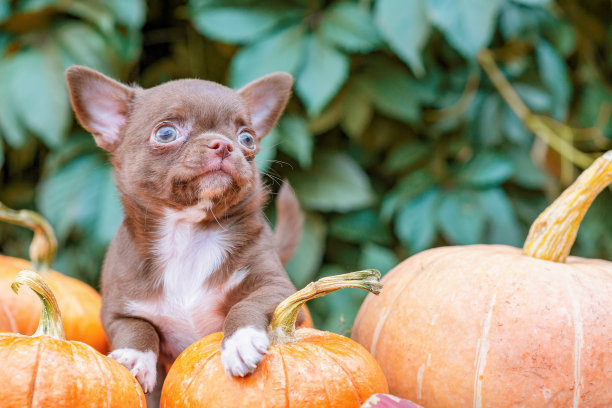 棕色的小吉娃娃在南瓜上，向上看。图片下载