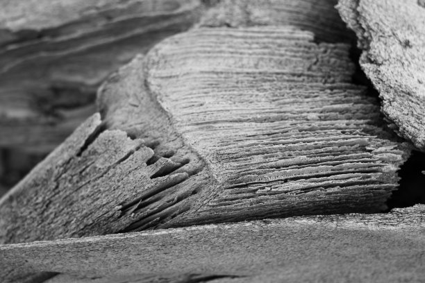 Jougla的鲸鱼骨架特写图片下载