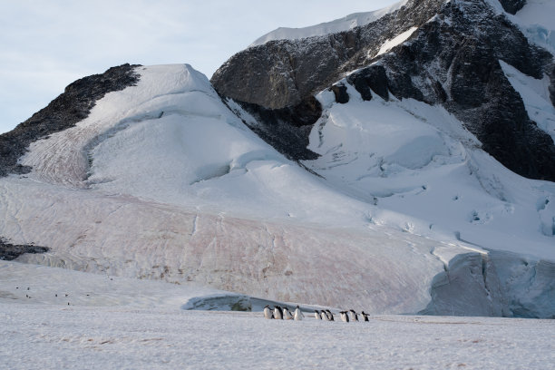 一群巴布亚企鹅正在上山图片下载