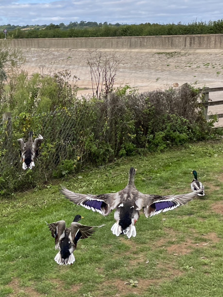 图片中，一群野鸭从干旱影响的水库附近的草地上飞了出来，公鸭(雄性)和母鸭(雌性)展示着彩虹色的紫蓝色的尖翅羽毛，英国萨默塞特的Chew Magna水库图片下载