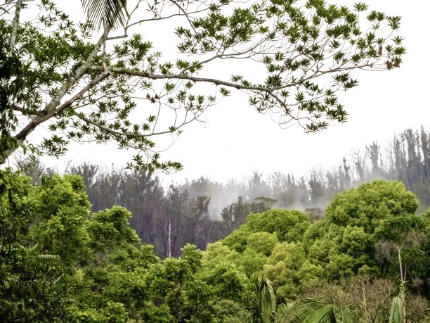 Huonbrook山谷雨林图片下载