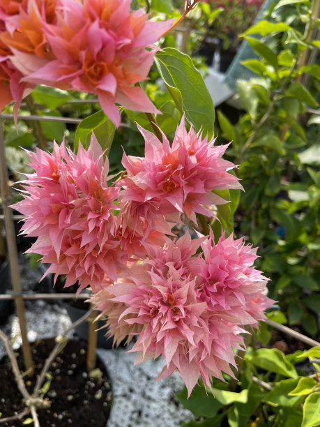 热带橘粉色的三角梅双苞特写图片，夏季攀爬观赏开花的三角梅藤蔓，花园中心苗圃出售的盆栽植物，重点在前景图片下载