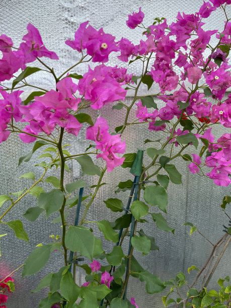 热带亮粉色的三角梅苞片，夏季攀爬观赏开花的三角梅藤，花园中心苗圃出售的盆栽植物，前景重点图片下载