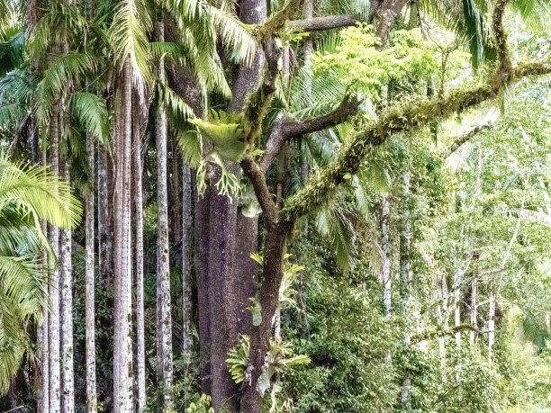 Huonbrook山谷雨林图片下载