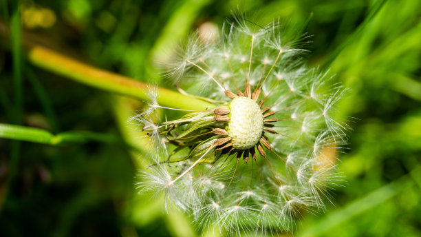 阳光下的蒲公英图片下载
