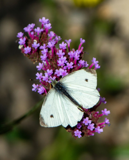 小紫花上的白蝴蝶图片下载