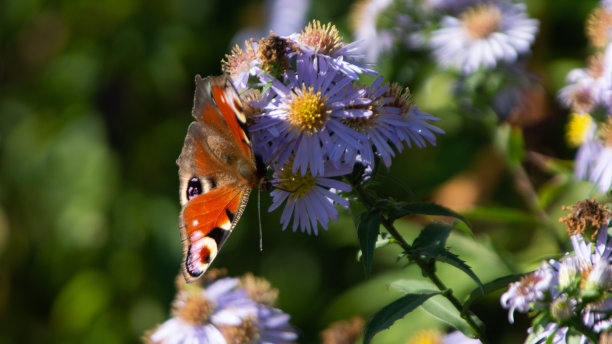 紫花上的蝴蝶图片下载