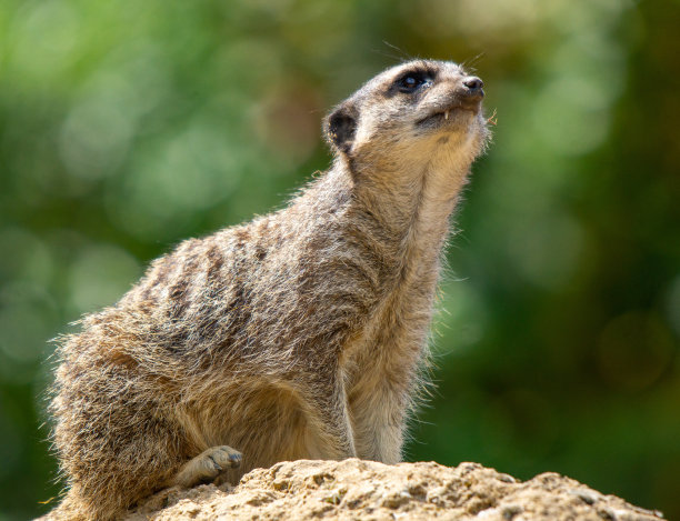 猫鼬仰望天空图片下载