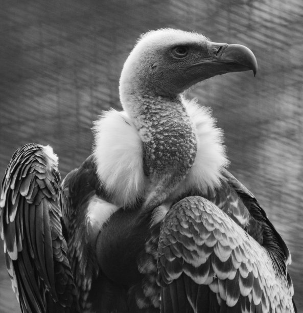 大秃鹫站立骄傲图片下载