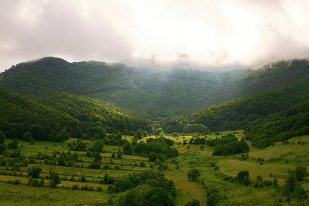 雾笼罩着森林图片下载