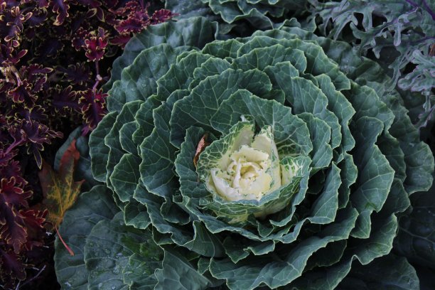 长着卷心菜形状的花图片下载