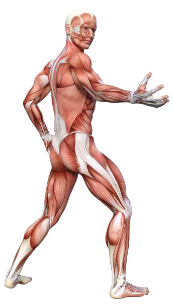 3D渲染男性解剖图在白色图片下载