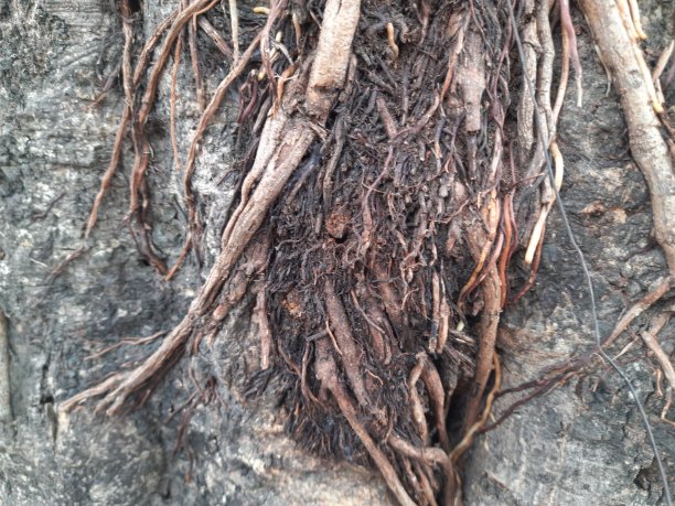 榕树根。图片下载