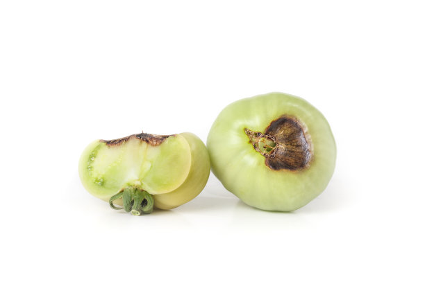 花端腐烂的西红柿。图片下载