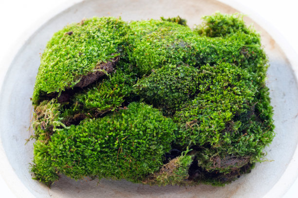 白色背景下的绿色苔藓。图片下载