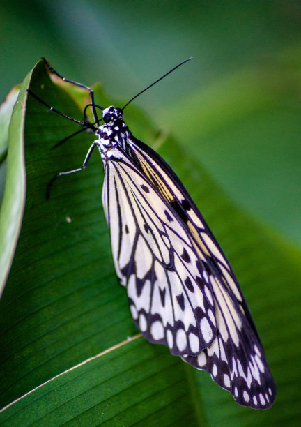 蝴蝶在树叶上休息图片下载