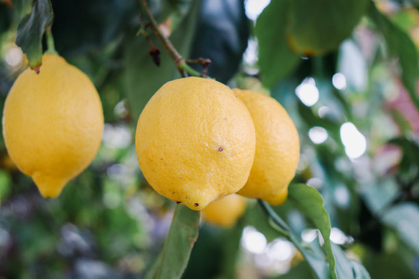 树上的柠檬图片下载