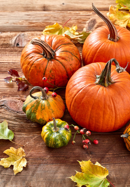 秋天收获南瓜和树叶图片下载