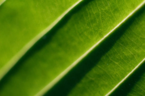 离焦抽象绿色背景。夏季花园绿叶的本质。天然绿叶植物。春天背景封面页绿化环境壁纸。生态旗帜。的焦点图片下载