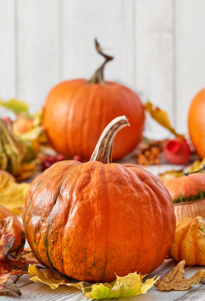 橙色南瓜特写图片下载