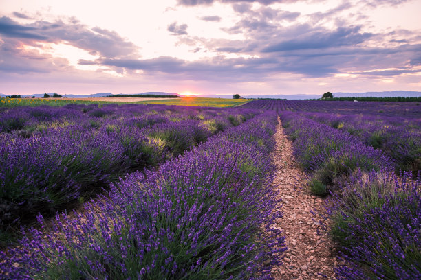 落日时分，法国瓦朗索勒翻滚的薰衣草田图片下载