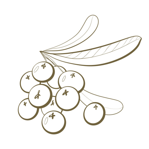 简单的轮廓草图设计元素植物可食用水果浆果异质蛋卷或圣诞浆果印刷包装美和菜单在白色背景图片下载