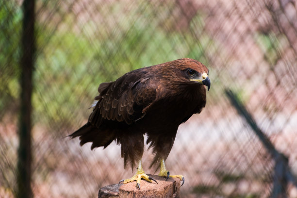 美丽的照片，一个宏伟的草原鹰(阿奎拉尼帕尔ensis)在网格围栏模糊的背景，准备起飞。图片下载