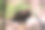 美丽的照片，一个宏伟的草原鹰(阿奎拉尼帕尔ensis)在网格围栏模糊的背景，准备起飞。图片下载