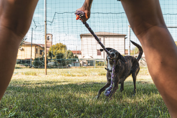 漂亮的女训犬师在公园训练她的狗图片下载