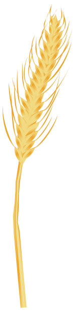 金黄色的小麦穗翻了过来。图片下载