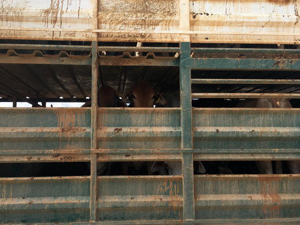 澳大利亚昆士兰牛栏里的活家畜图片下载