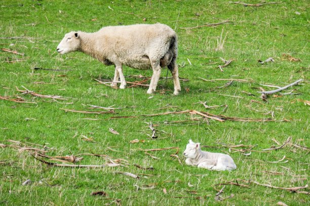 打盹羊肉图片下载