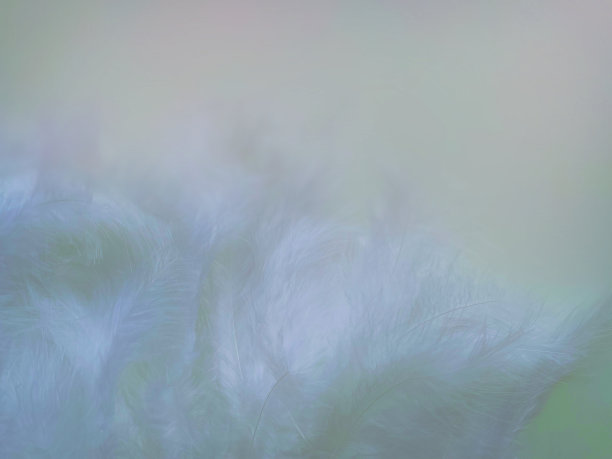 有质感的背景精致的蓝色美丽的羽毛图片下载