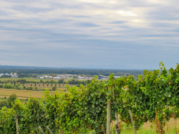 在斯洛文尼亚的葡萄园图片下载