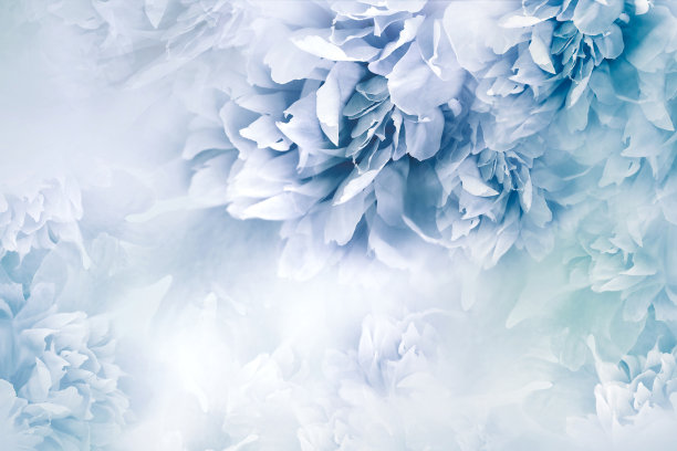 牡丹蓝色花。花的背景。花和花瓣。大自然。图片下载