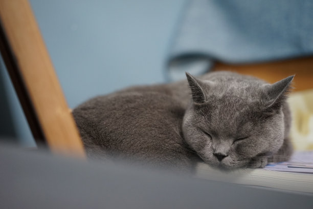 英国短毛蓝猫图片下载