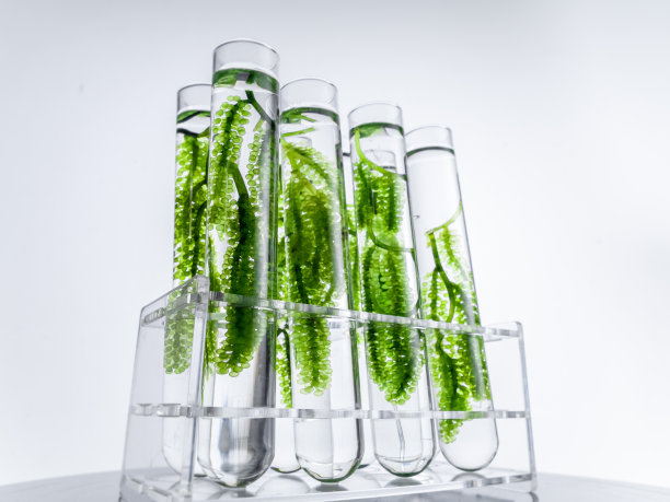 实验室玻璃试管中的海葡萄图片下载