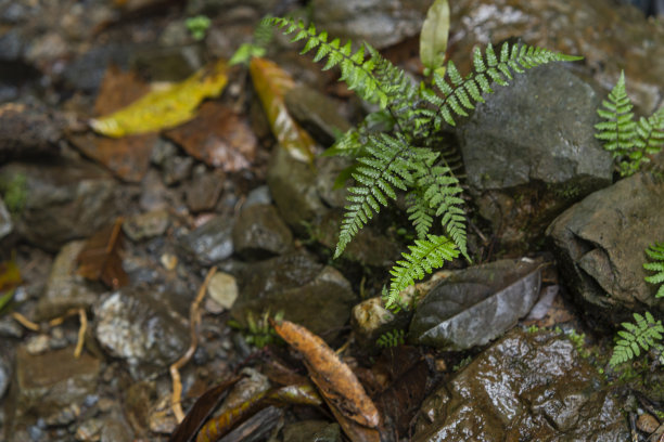 滋润了美丽森林里植物的雨水图片下载