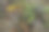 滋润了美丽森林里植物的雨水图片下载
