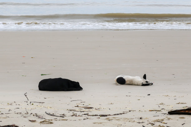 海滩放松日图片下载