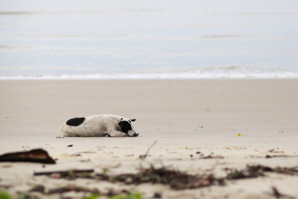 海滩放松日图片下载