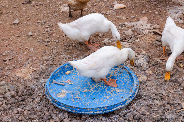 鸭子在村里的路上走着寻找食物图片下载