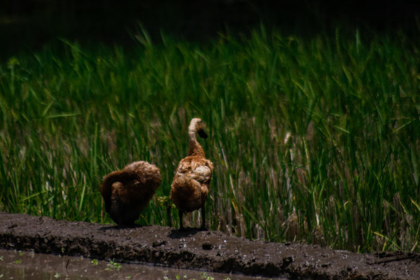 鸭子在稻田里游泳图片下载